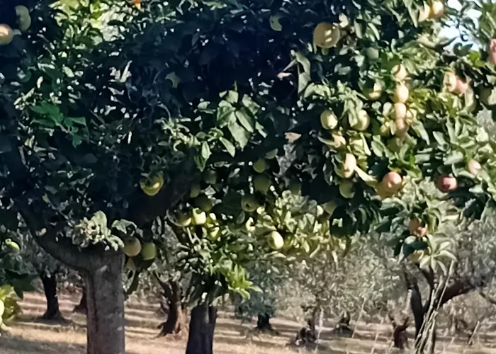Feriehus κτήμα Agia Paraskevi (Kassandra)