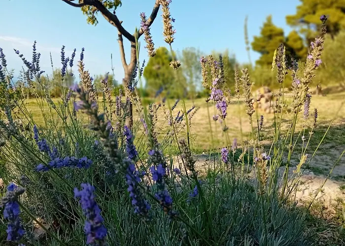 κτήμα Agia Paraskevi (Kassandra)