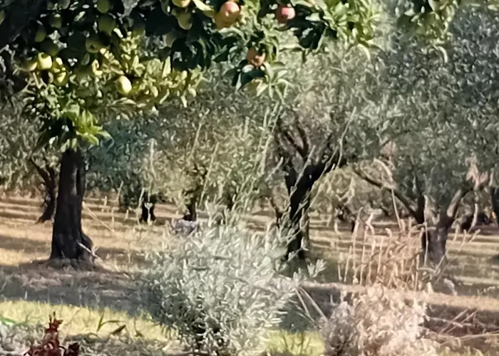 Κτήμα Verde 度假居 *