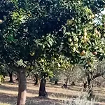 Ferienhaus κτήμα Agia Paraskevi (Kassandra)