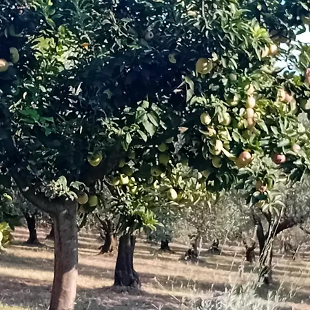 بيت للعطل κτήμα أغيا باراسكيفي