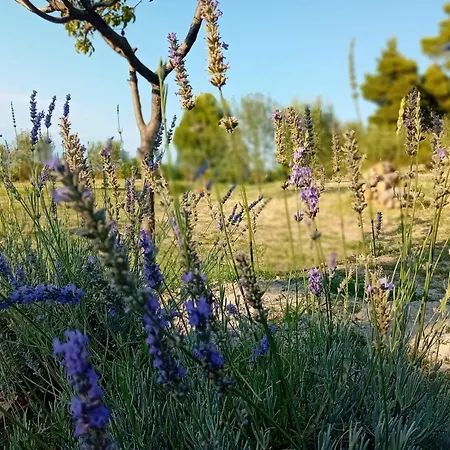 κτήμα Ajía Paraszkeví